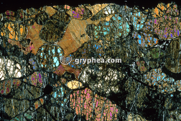 Wherlite LPA x3,5 - gryphea.org